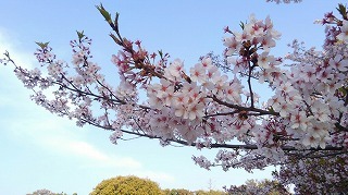 桜の季節も終わりかな_a0172222_10095810.jpg