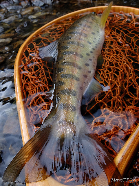 e0112722_07313830.jpg