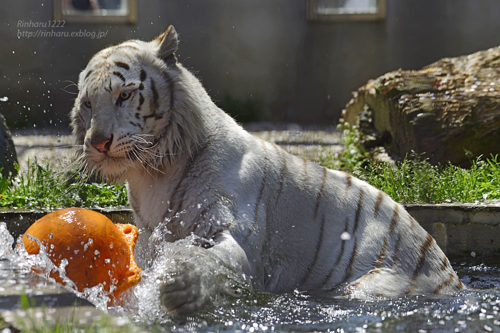 2017.4.16 宇都宮動物園☆ホワイトタイガーのアース王子【White tiger】_f0250322_20592288.jpg