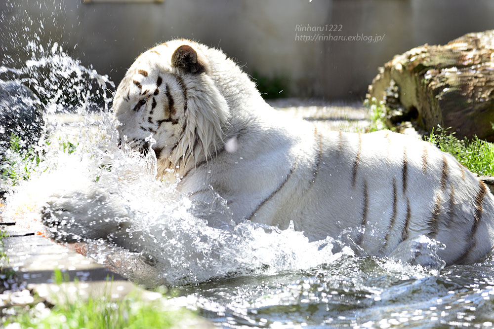 2017.4.16 宇都宮動物園☆ホワイトタイガーのアース王子【White tiger】_f0250322_20592628.jpg