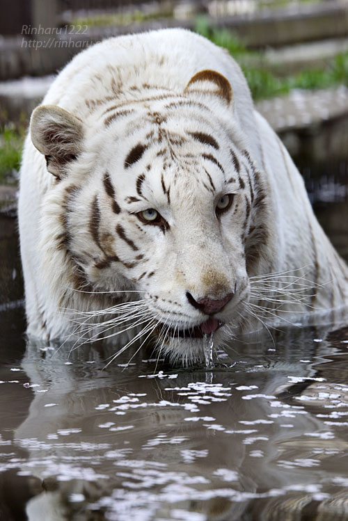 2017.4.16 宇都宮動物園☆ホワイトタイガーのアース王子【White tiger】_f0250322_2059452.jpg