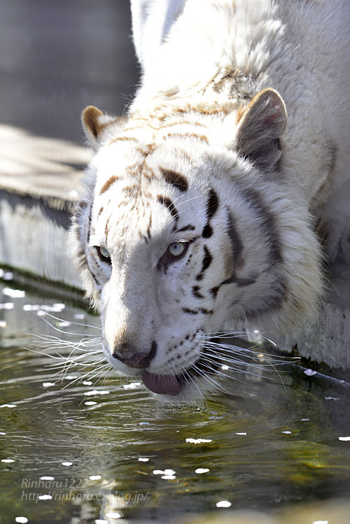 2017.4.16 宇都宮動物園☆ホワイトタイガーのアース王子【White tiger】_f0250322_2059454.jpg