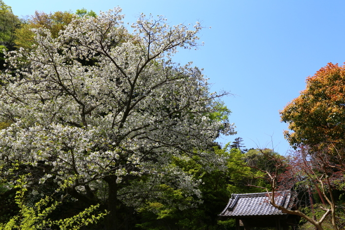 鎌倉散歩　2017.4.15　Sanpo 63_e0237623_18083280.jpg