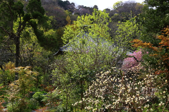 鎌倉散歩　2017.4.15　Sanpo 63_e0237623_18335754.jpg