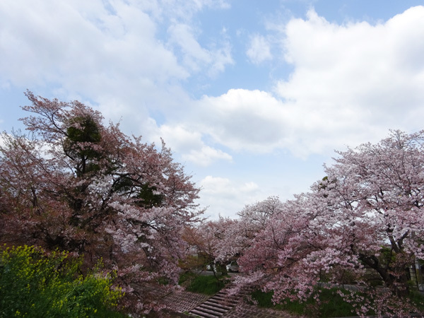 粟原川（桜井）で桜を見た_e0192725_07350715.jpg