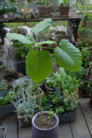 ウンベラータ の剪定と寄せ植え Rurugardenと音符たち ウンベラータ の剪定と寄せ植え Rurugardenと音符たち