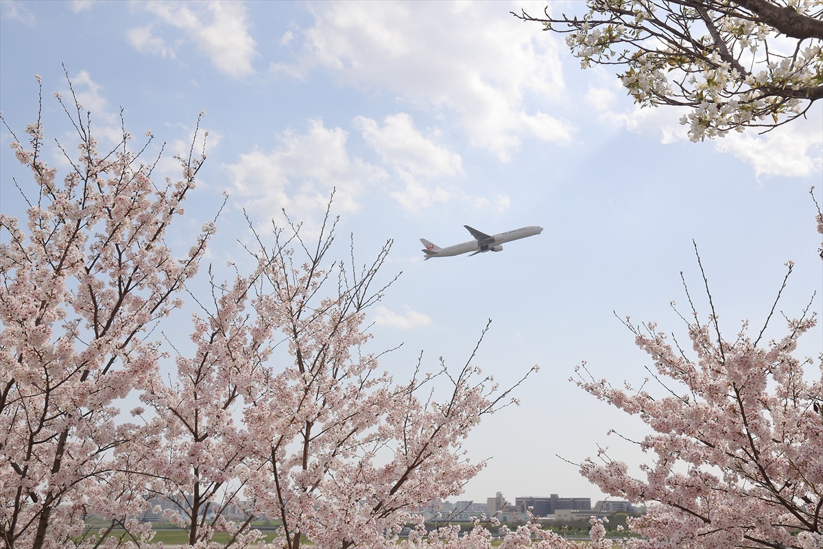 桜、ぐっじょぶ！ JAL2087便_f0368026_10464528.jpg