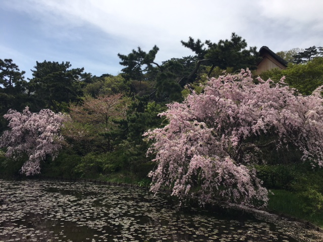 今年最後の桜を見に行って来ました☆_a0078827_23132500.jpg