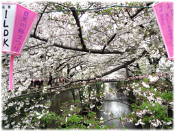 桜ももうおしまい。_d0221430_15552319.jpg