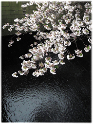 桜ももうおしまい。_d0221430_15560109.jpg