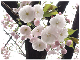 桜ももうおしまい。_d0221430_15563784.jpg