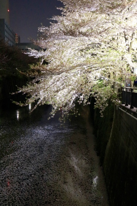 *南青山*「ビストロ バロンス」_f0348831_22171034.jpg