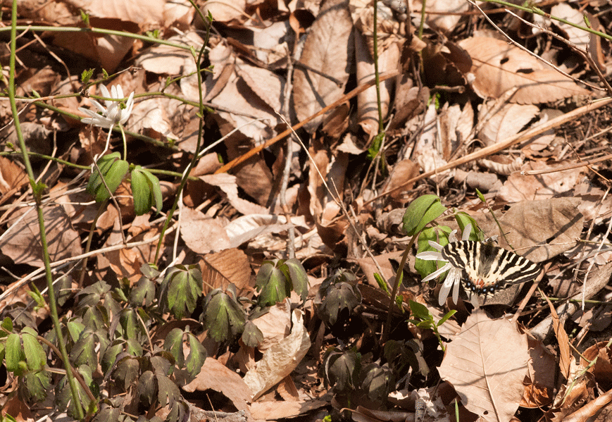 a0126632_15123816.gif