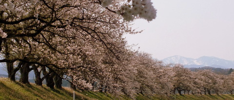 塩の千本桜_d0081235_15262582.jpg