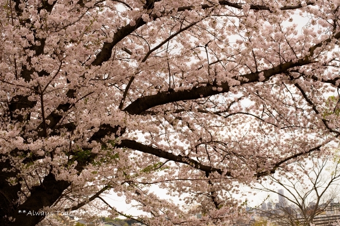 c0319240_16082912.jpg