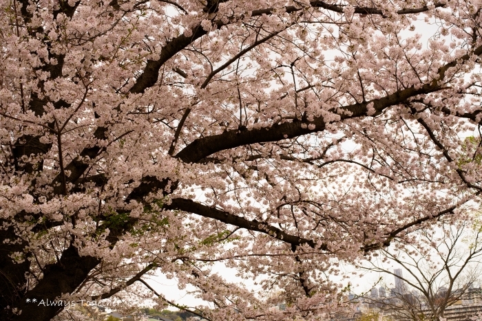 2017 SAKURA**続き** _c0319240_16082912.jpg