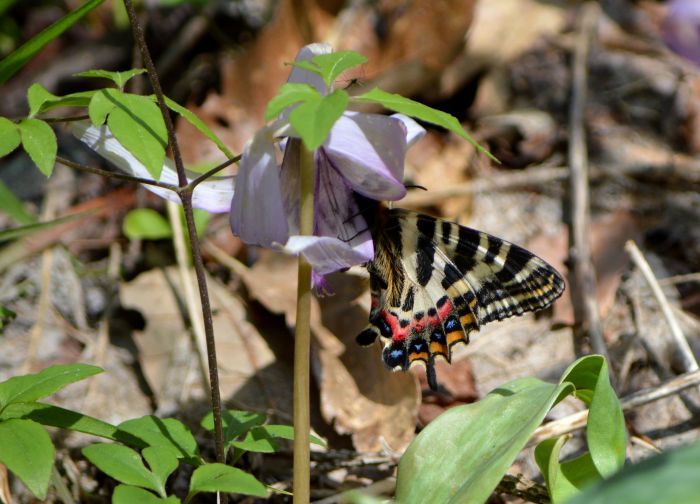 ギフチョウ　4月16日　岐阜県にて_d0254540_17085133.jpg