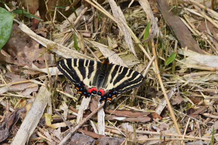 ギフチョウ　4月16日　岐阜県にて_d0254540_17094484.jpg