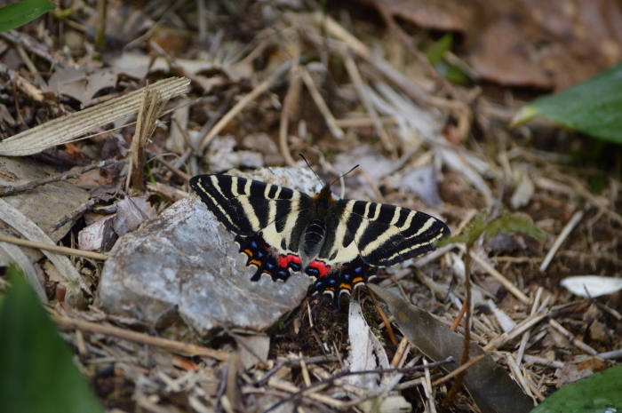 ギフチョウ　4月16日　岐阜県にて_d0254540_17100935.jpg