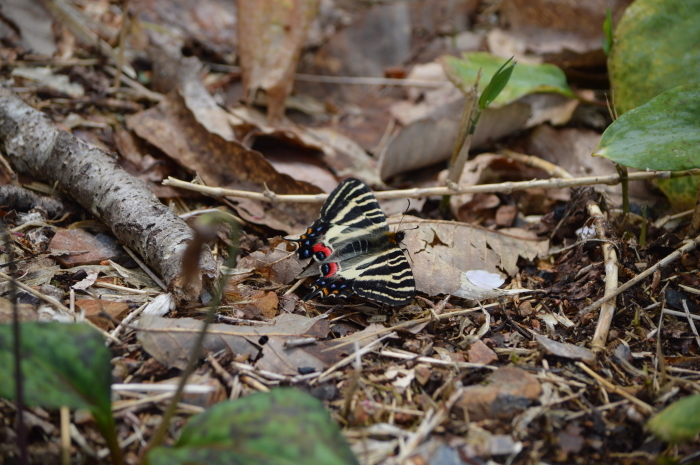 ギフチョウ　4月16日　岐阜県にて_d0254540_17103550.jpg