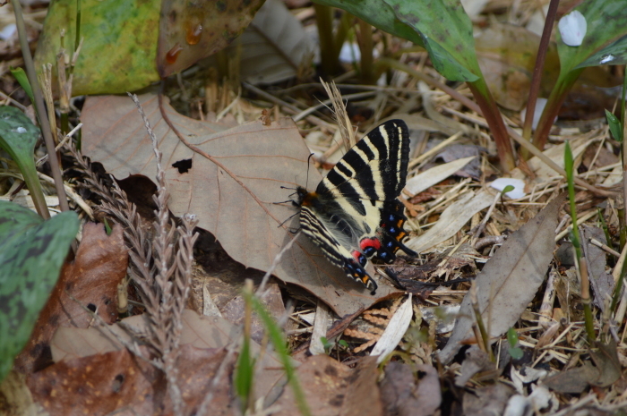 ギフチョウ　4月16日　岐阜県にて_d0254540_17110474.jpg