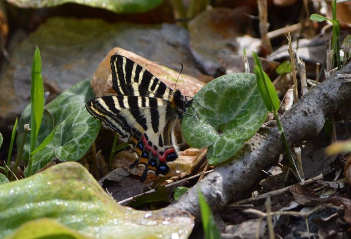 ギフチョウ　4月16日　岐阜県にて_d0254540_17123442.jpg