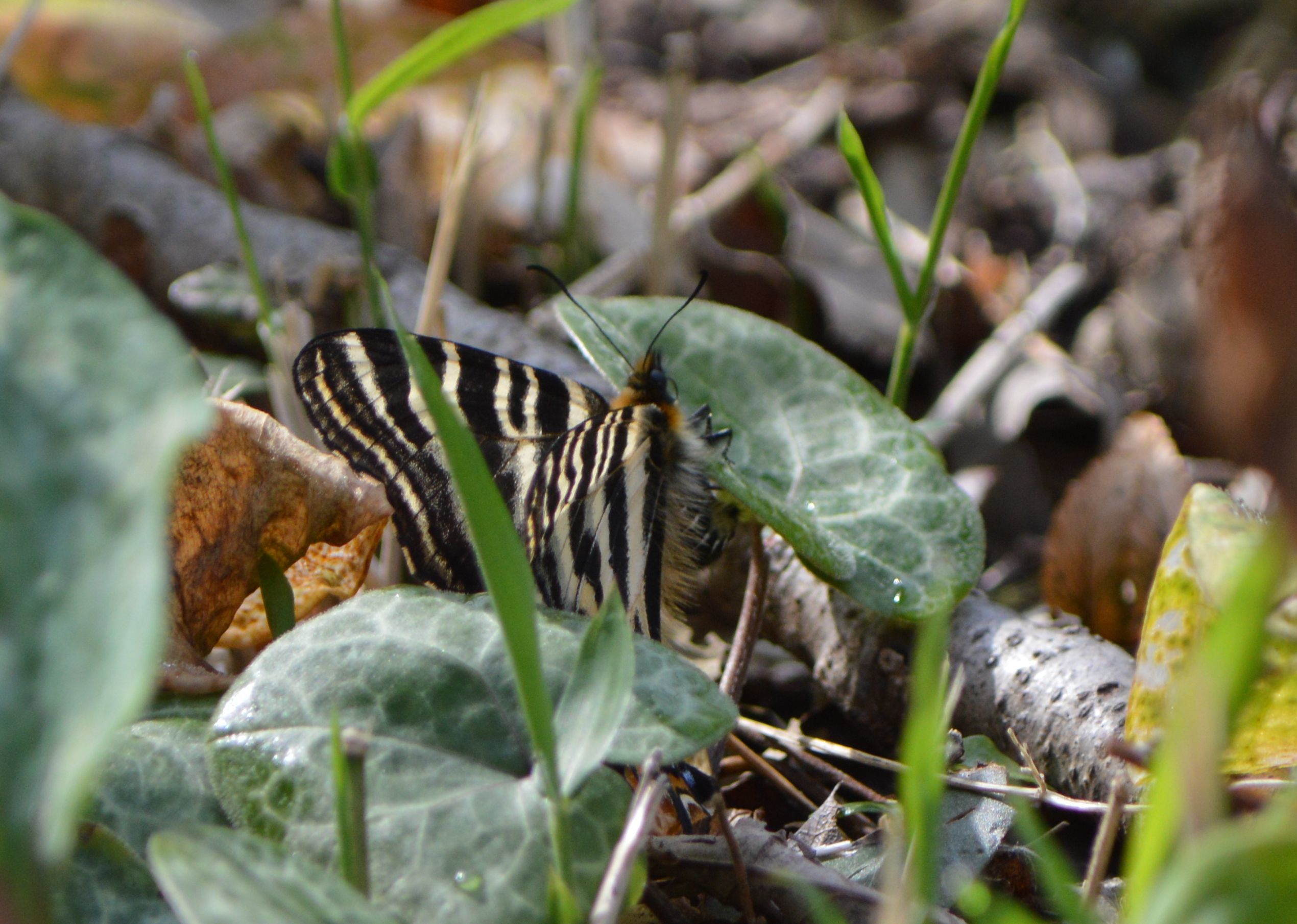 ギフチョウ　4月16日　岐阜県にて_d0254540_17132511.jpg