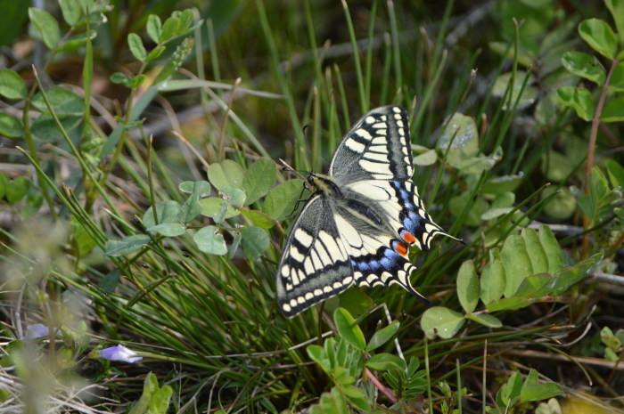 ギフチョウ　4月16日　岐阜県にて_d0254540_17155030.jpg