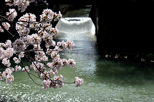 桜3（伏見川）_c0093046_17334817.gif