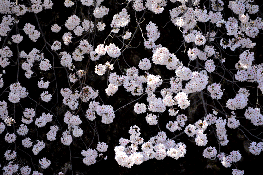 桜3（伏見川）_c0093046_1734842.gif