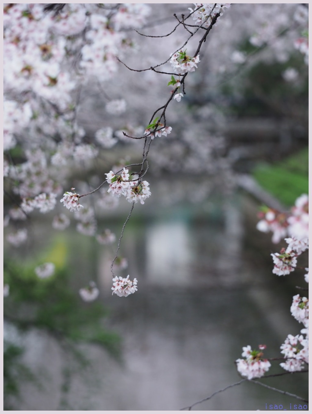 戸田 笹目辺りの桜-2　　　039）_c0068050_14234987.jpg