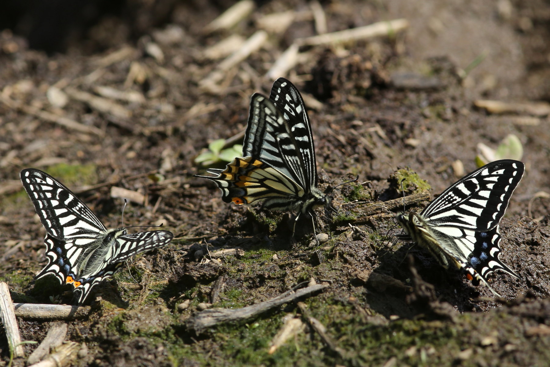 田植え前の水田でアゲハが集団吸水 千葉県松戸市 Butterfly Dragonfly 田植え前の水田でアゲハが集団吸水 千葉県松戸市 Butterfly Dragonfly