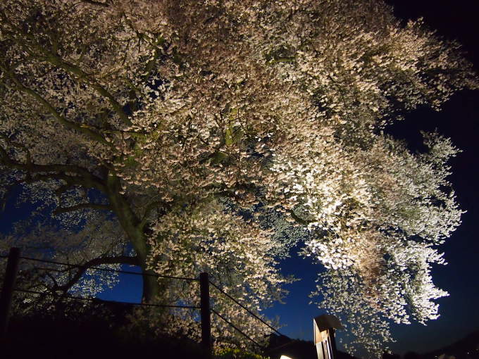 桜を追いかけて　２０１７　　夜桜_b0268454_10550381.jpg