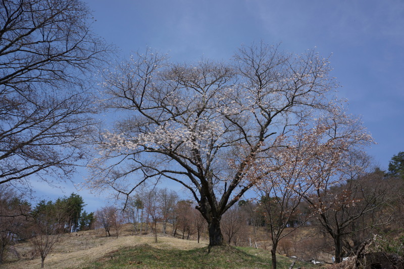 桜・・・沓掛峠の山桜_a0331055_19202204.jpg