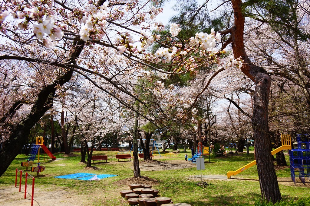 Cherry Blossoms 長野県松本市 美須々公園の桜 Photo 行雲流水