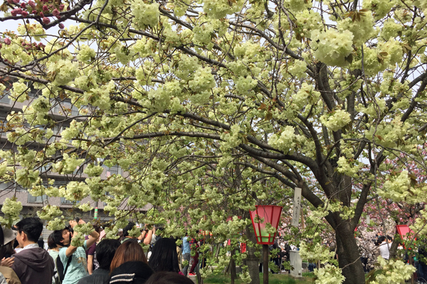 2017の桜、造幣局通り抜け_f0007956_20414703.jpg