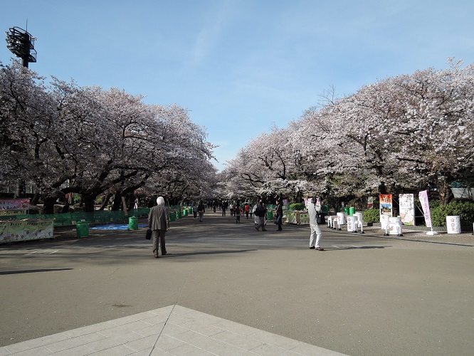 上野公園の桜（2017/04/10）_e0047657_2341383.jpg