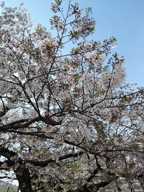 上野公園の桜（2017/04/10）_e0047657_235375.jpg