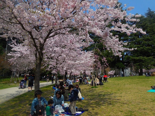 桜～_d0041158_21450831.jpg