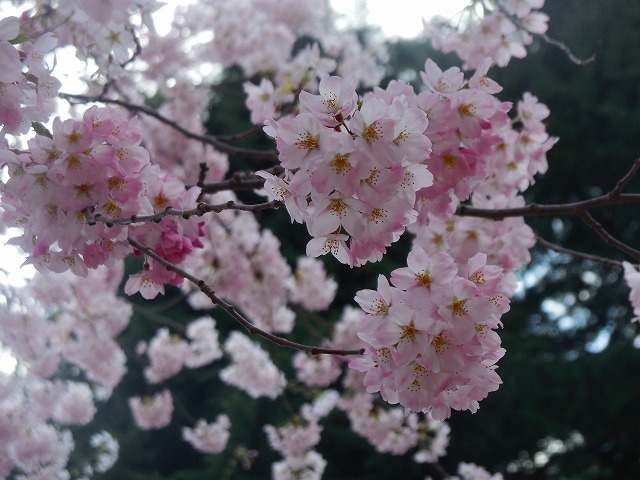 桜～_d0041158_21474911.jpg
