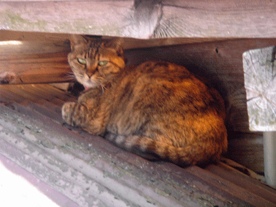 e0001558_15244907.gif