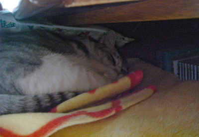e0001558_15254428.gif