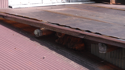 e0001558_15260678.gif