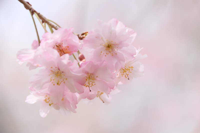 蓮華寺池公園の桜・４♪_a0167759_0355824.jpg