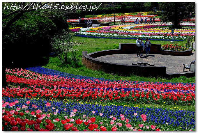 やまと花ごよみ2017 馬見チューリップフェア_c0178465_17093620.jpg