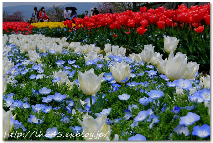 やまと花ごよみ2017 馬見チューリップフェア_c0178465_17100782.jpg