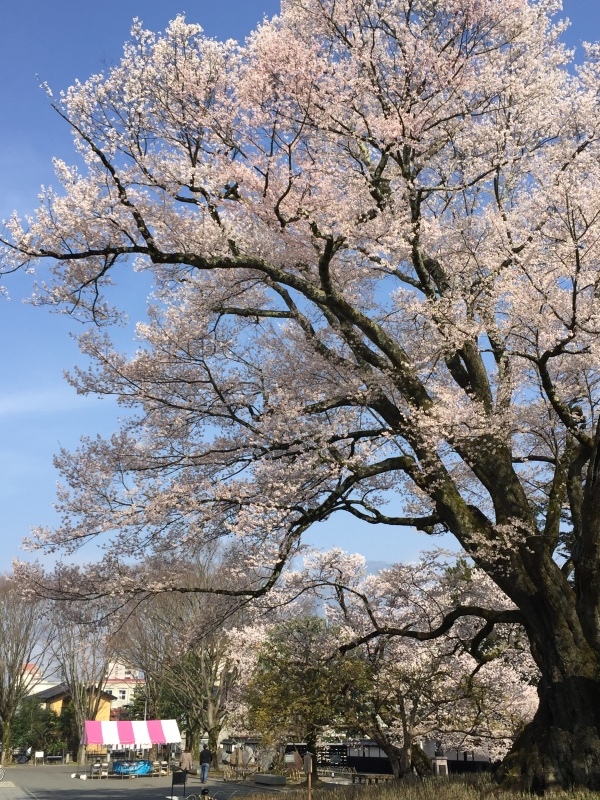 南信は花満開♪_f0350468_21140174.jpg