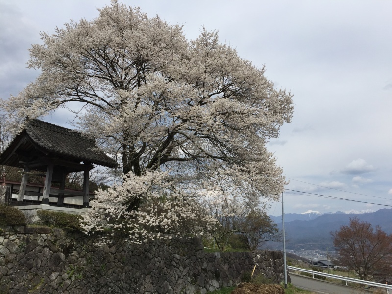 南信は花満開♪_f0350468_21290843.jpg