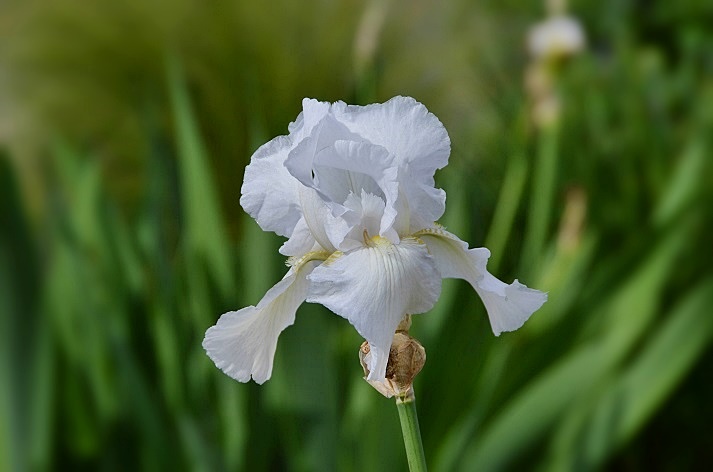 German iris_b0369375_6112048.jpg