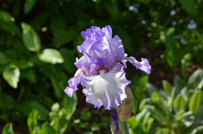 German iris_b0369375_612910.jpg